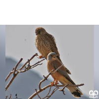 دلیجه کوچک Lesser Kestrel